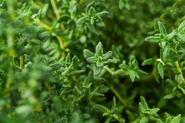 Fototapeta na wymiar Fresh thyme growing in garden, herbal background, close-up .