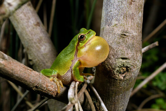 European tree frog // Europäischer Laubfrosch (Hyla arborea)