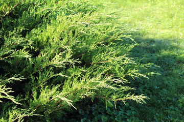 Green ornamental bush in the landscape design of the park on a summer day