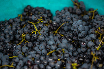 Freshly picked purple grapes put in a blue bowl.