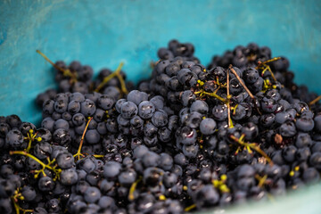 Freshly picked purple grapes put in a blue bowl.