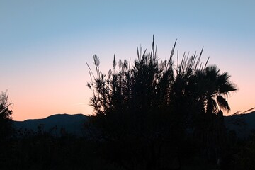 silueta planta atardecer amanecer cielo
