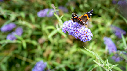 kolorowy motyl na fioletowym kwiatku