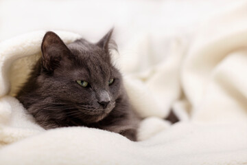 Fototapeta na wymiar Beautiful gray fluffy cat sleeping on the couch. 