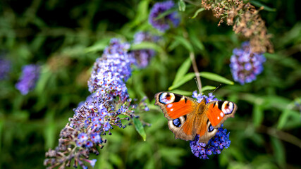 Rusałka pawik (Aglais io) – gatunek motyla z rodziny rusałkowatych. Występuje w Azji i Europie, w Polsce jest jednym z najbardziej pospolitych motyli © Franciszek