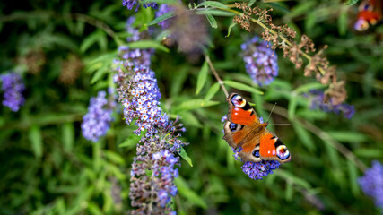 Rusałka pawik (Aglais io) – gatunek motyla z rodziny rusałkowatych. Występuje w Azji i Europie, w Polsce jest jednym z najbardziej pospolitych motyli © Franciszek