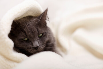 Beautiful gray fluffy cat sleeping on the couch.	