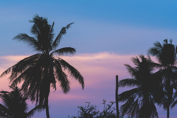 Fototapeta na wymiar silhouette coconut tree on sunrise twilight sky
