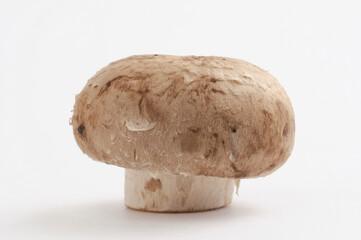 マッシュルーム