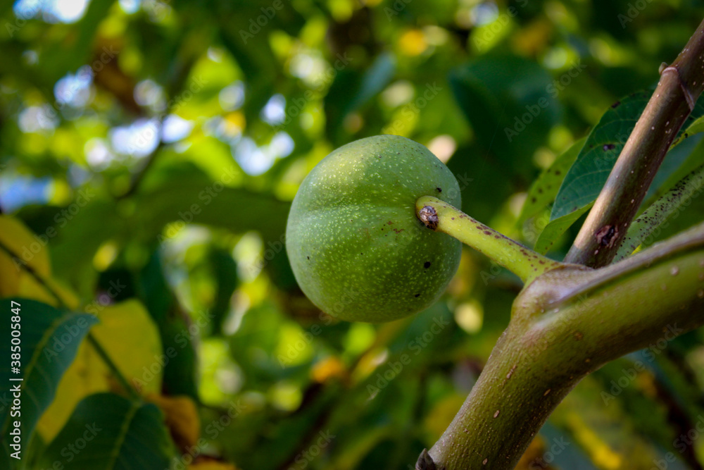 Wall mural Green unripe walnut on a branch.