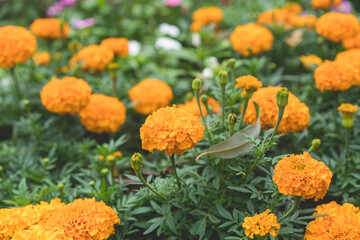 beautiful marigold flower blossom close up