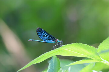 Insects are beautiful creatures from nature. So many different colours and sizes :)