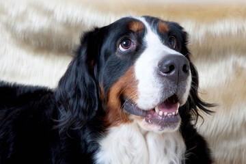 バーニーズマウンテンドッグ