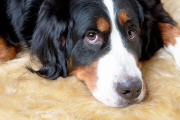 バーニーズマウンテンドッグ