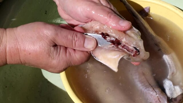 Woman cutting sea fish pollock for cooking and frying, close-up, sun
