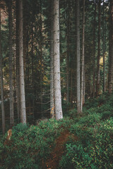 Ukrainian mountains of the Carpathians in autumn.