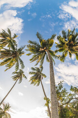 coconut and palm tree on blue sky