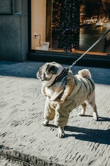 Pug dog walking in street. Puppy wearing winter coat. Florence, Italy