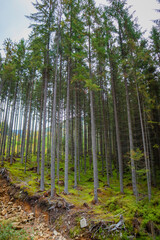 Ukrainian mountains of the Carpathians in autumn.