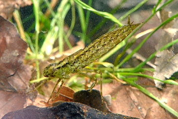 Dragonfly larva of the Blue hawker // Libellenlarve der Blaugrünen Mosaikjungfer (Aeshna cyanea)