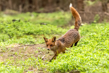 Red Fox. The species has a long history of association with humans.The red fox is one of the most important furbearing animals harvested for the fur trade. Largest of the true foxes