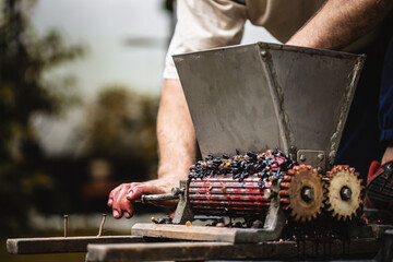 Farmer making red vine from purple grpapes.