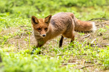Red Fox. The species has a long history of association with humans.The red fox is one of the most important furbearing animals harvested for the fur trade. Largest of the true foxes