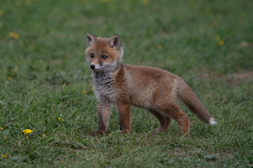 Red Fox. The species has a long history of association with humans.The red fox is one of the most important furbearing animals harvested for the fur trade. Largest of the true foxes