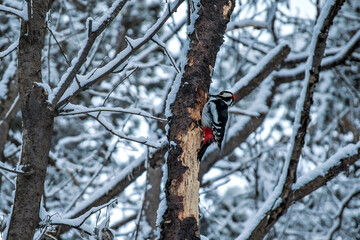 Woodpecker on a tree trunk in a winter park