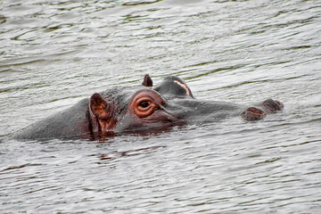 Fototapeta premium Hippopotamus, Hippopotamus amphibius, Kruger National Park, South Africa, Africa