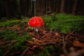 Ukrainian Carpathian Mountains. Mushrooms in the forest. Macro photography of a toadstool.