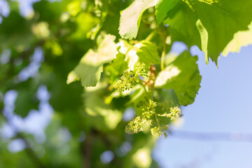 Fototapeta na wymiar green background, grape leaf with young grapes on a sunny day