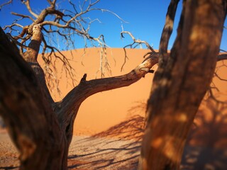 tree in the desert
