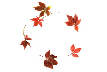 Autumn leaves frame isolated on white background. Autumn, fall, thanksgiving day concept. Flat lay, top view, copy space. Leaves wreath.