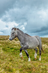 Fototapeta na wymiar A grey wild horse portrait in a green pasture mountain slope with grey stormy sky