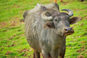 Buffalo, Water Buffalo, Bubalus bubalis, Udawalawe National Park, Sri Lanka, Asia