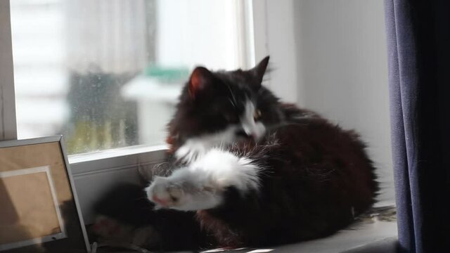 cute black white cat licking its paw tail on window sill in the room. Cat grooming, cleaning fur with tongue, lying on window. Cat washing face, hair relaxing, warming up and enjoying sunny day..