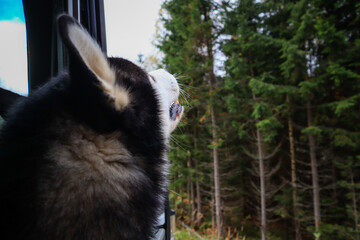 The dog travels in the mountains. Siberian Husky. Ukrainian Carpathian Mountains.