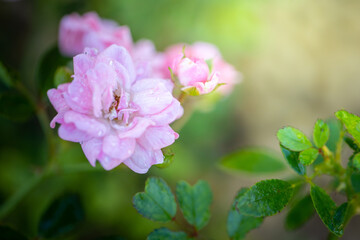Roses in the garden