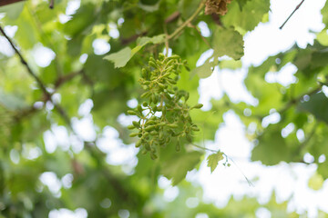 Fototapeta premium green background, grape leaf with young grapes on a sunny day