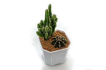 cactus isolated on white background