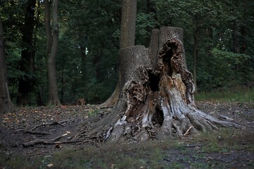 Old rotten tree stump on a blurred forest background. A huge tree stump with roots on the ground resembles a monster. Scary picture