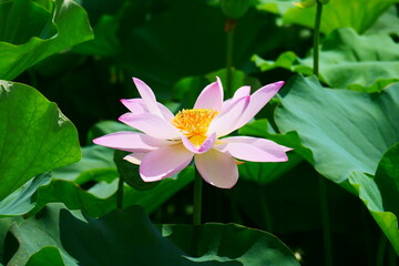 ハスの花（pink Lotus flower）