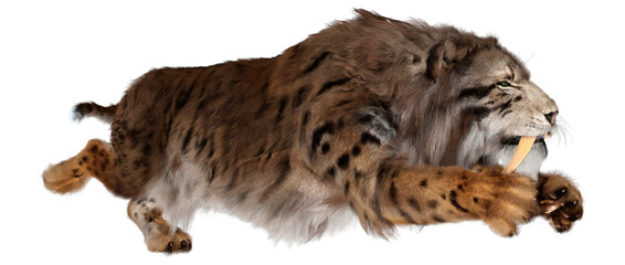 3D Rendering Sabertooth Tiger on White