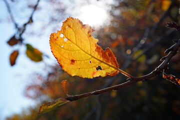 autumn yellow leave on a tree in the sun