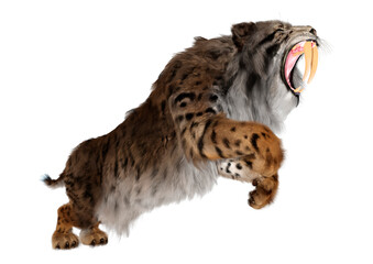 3D Rendering Sabertooth Tiger on White