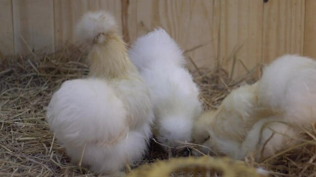 White chicky in farm.