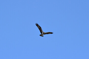 An Osprey Filmed at Hyeongsan-gang River in Pohang-si, South Korea.