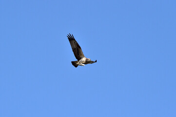Obraz premium An Osprey Filmed at Hyeongsan-gang River in Pohang-si, South Korea.