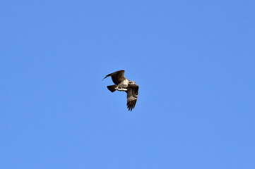 An Osprey Filmed at Hyeongsan-gang River in Pohang-si, South Korea.